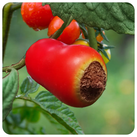 marciume apicale pomodoro