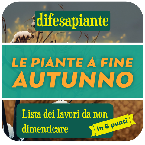 Le piante a fine autunno: elenco delle cose da controllare subito!