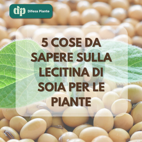 LECITINA DI SOIA - COME E PERCHE' USARE IN ORTO E GIARDINO?