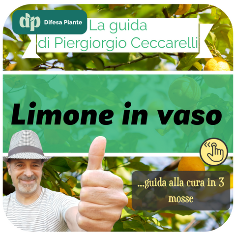 Guida al limone in vaso