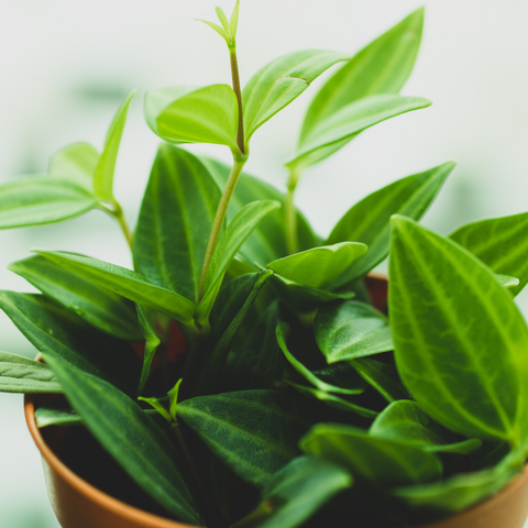 Peperomia pereskiifolia - Year of the Peperomia - National Garden Bureau https://ngb.org/wp-content/uploads/2021/10/P.-pereskiifolia-Canva-1.png