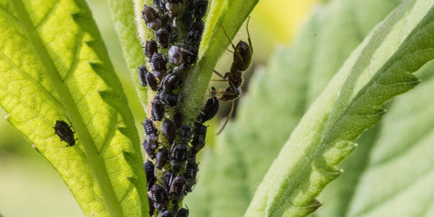Corroborante naturale per piante forti