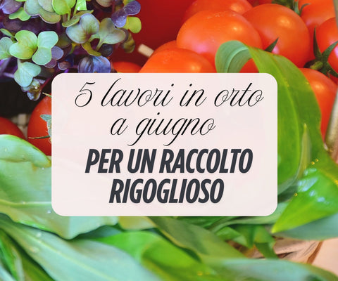 I lavori dell'orto a giugno: 5 consigli e attività per ottenere un raccolto rigoglioso