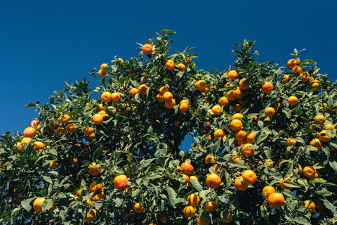 Guida BIO alla difesa e mantenimento delle piante da frutto - Calendario