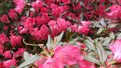 Come eliminare la muffa grigia (botrite) sulle piante ornamentali da interno