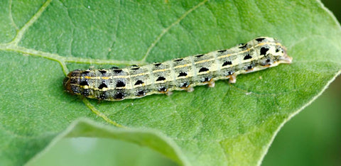 Insetticida naturale per orto e giardino