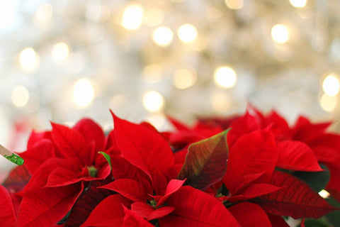 Consigli per avere una stella di Natale bella e forte