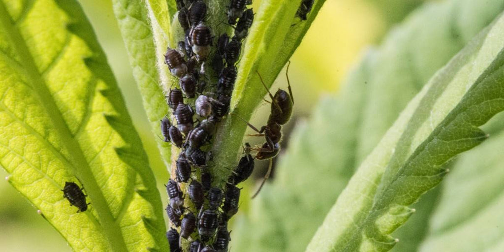 Come Eliminare i moscerini dalle piante « Verdi e Contenti