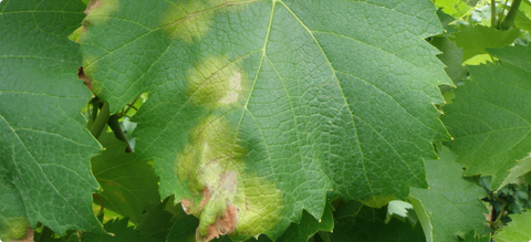 Peronospora - la malattia della vite