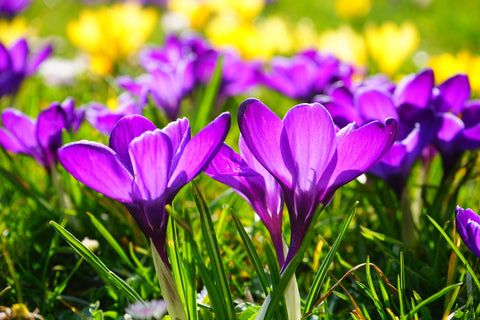 Lavori di giardinaggio a maggio