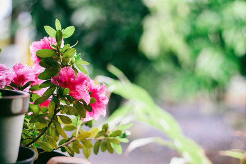 I 10 migliori fiori da balcone