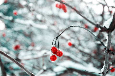 Lavori di giardinaggio a dicembre