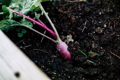 Le verdure resistenti al freddo da piantare in inverno