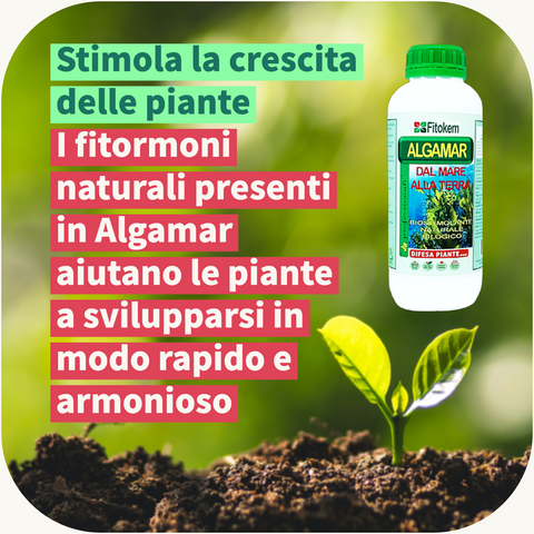 ALGAMAR - Concime Biologico Biostimolante per piante con alghe brune - 1L Fitokem Difesa piante olio di neem biologico naturale