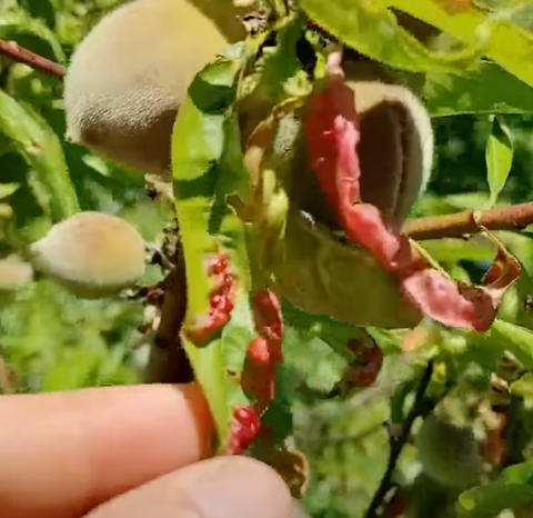 La bolla del pesco