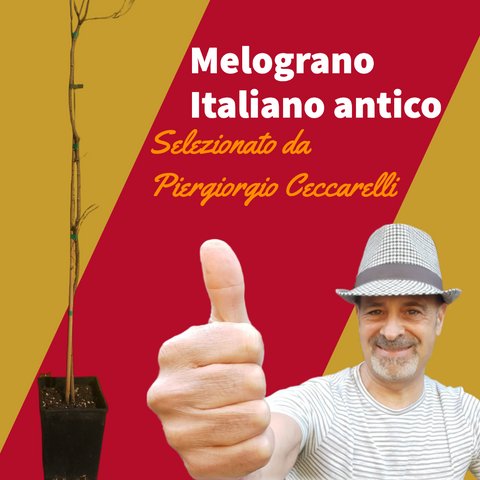 Melograno - Selezione Piergiorgio Ceccarelli - Fitokem Difesa piante olio di neem biologico naturale