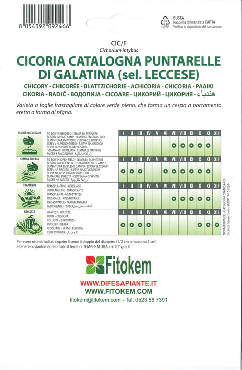 Semenze Cicoria Catalogna Puntarelle di Galatina (sel. Leccese) - Sementi - Semi - Fitokem Difesa piante 