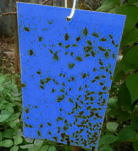 Trappole Cromotropiche Per La Lotta Biologica - Idee Green - Foto 2