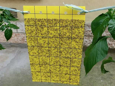 10 Pannelli gialli CM.40x25 Per la cattura della mosca bianca - Trappole cromotropiche per catture massali - Consentite in agricoltura biologica Difesa piante olio di neem biologico naturale