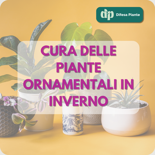 CURA DELLE PIANTE ORNAMENTALI IN INVERNO