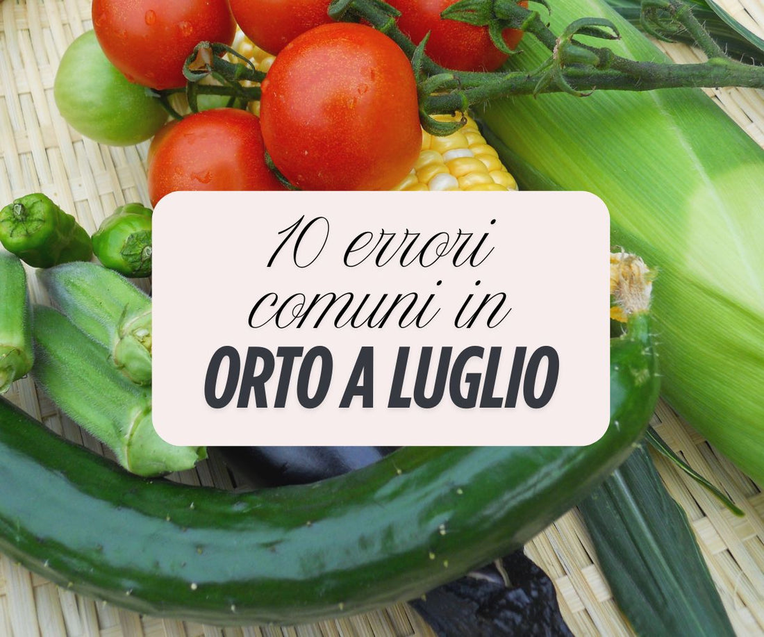 I 10 errori da evitare nell'orto a luglio