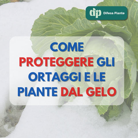 COME PROTEGGERE ORTAGGI E PIANTE DAL GELO INVERNALE