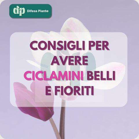 CONSIGLI PER CICLAMINI BELLI E FIORITI