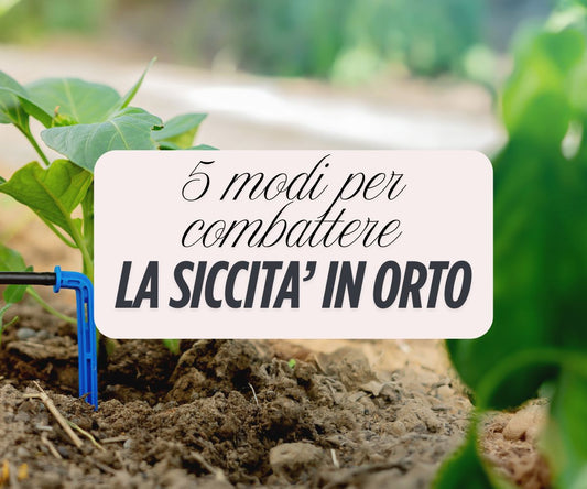 5 modi efficaci per combattere la siccità nell’orto