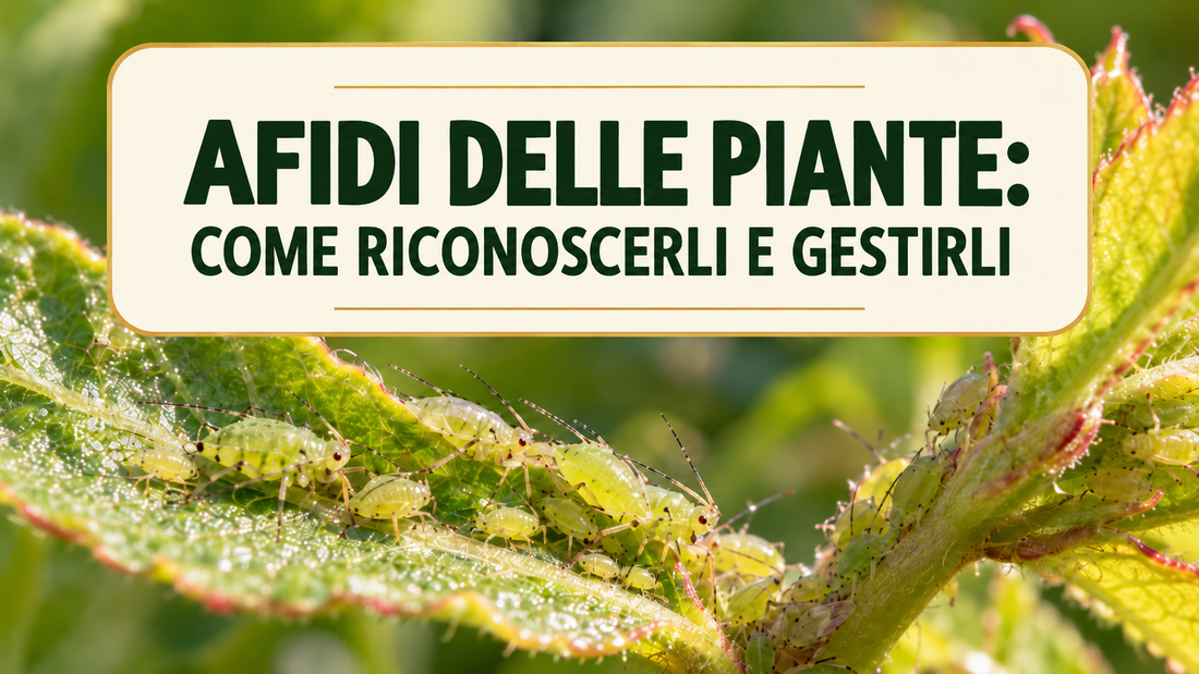 Come eliminare gli afidi dalle piante in modo naturale
