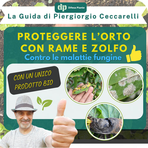 ZOLFO E RAME CONTRO LE PATOLOGIE FUNGINE - DI PIERGIORGIO CECCARELLI