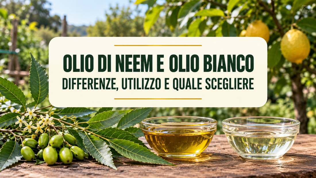 Olio di neem e olio bianco: differenze, utilizzo e quale scegliere