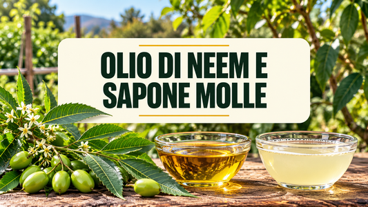 Olio di neem e sapone molle