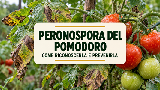 Peronospora del Pomodoro: Sintomi, Prevenzione e Rimedi Efficaci per Salvare il Raccolto