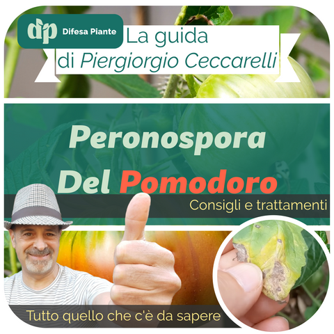 Peronospora del Pomodoro: Sintomi, Prevenzione e Trattamenti Efficaci - Di Piergiorgio Ceccarelli