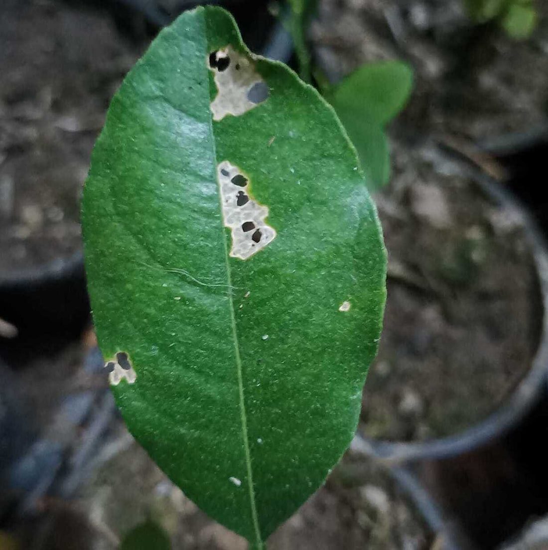 Combattere la Minatrice degli agrumi - Phyllocnistis citrella