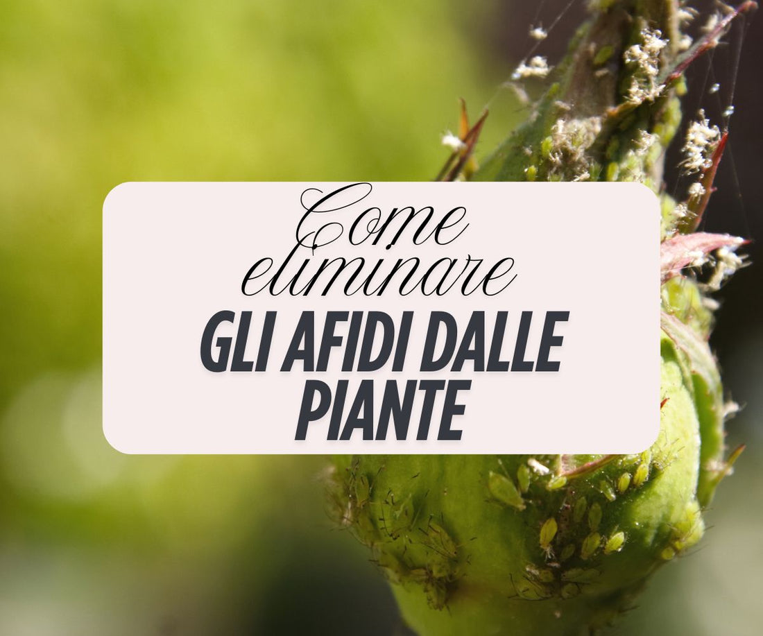 Come eliminare gli afidi dalle piante in modo naturale