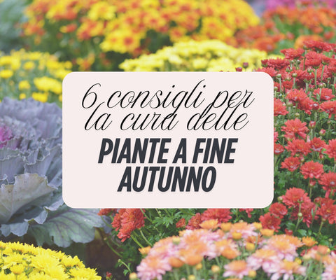 Le piante a fine autunno: elenco delle cose da controllare subito!