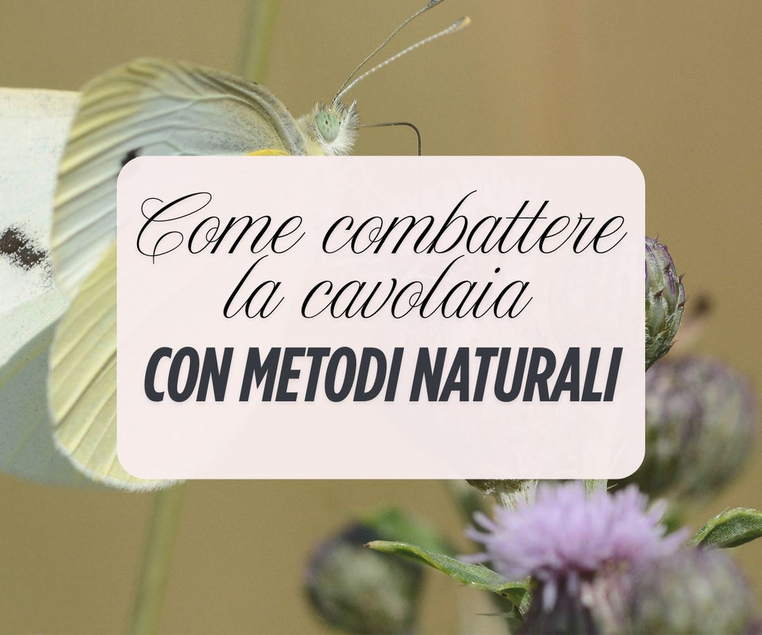Cavolaia: come combatterla in modo biologico