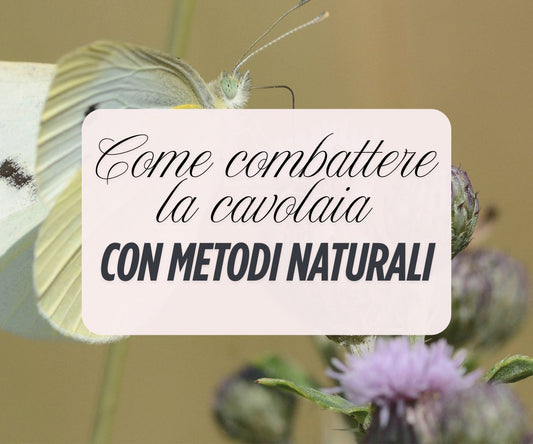 Cavolaia: come combatterla in modo biologico