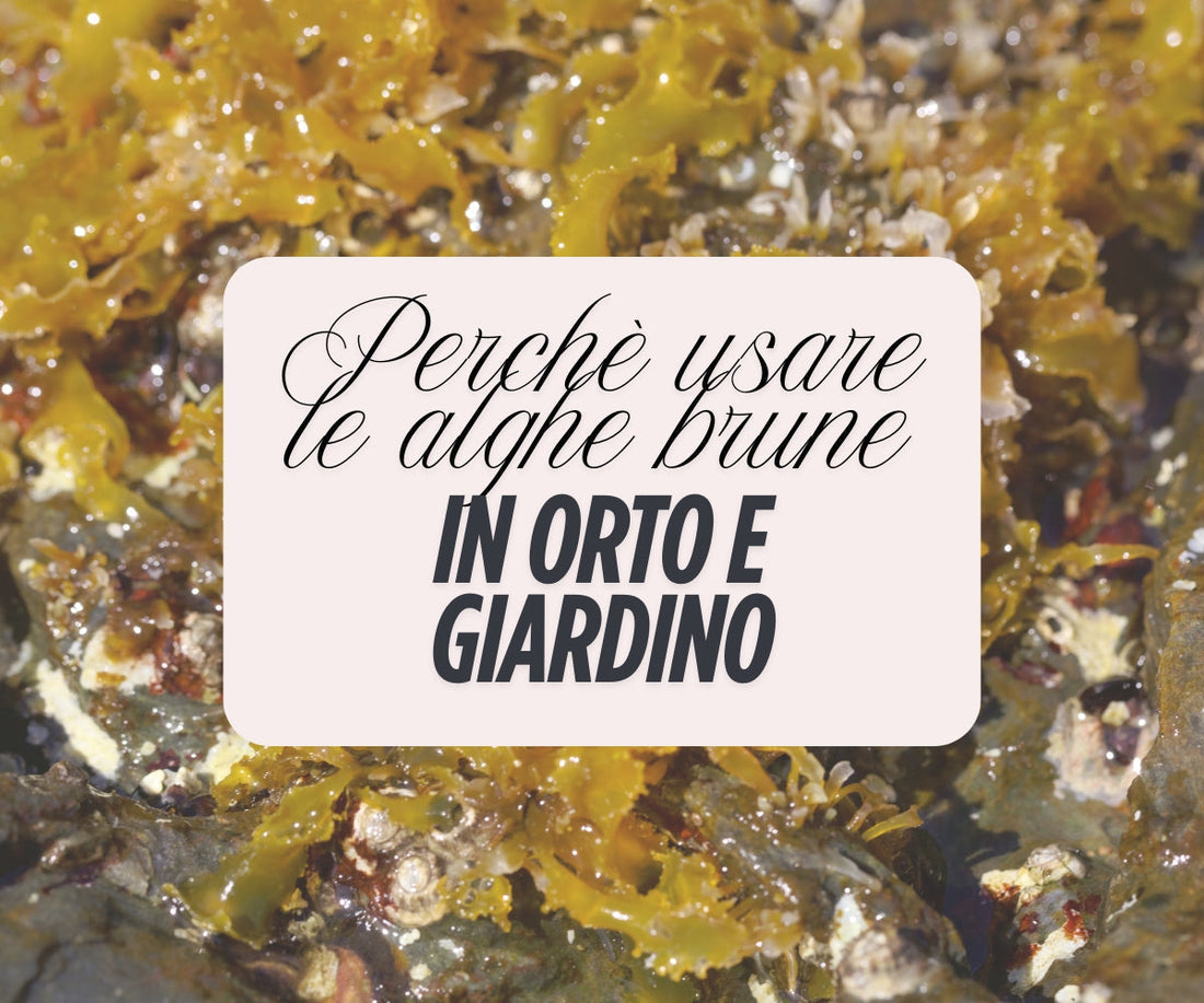 I benefici delle alghe brune in orto e giardino