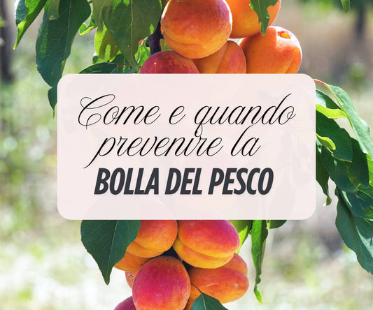 Prevenzione bolla del pesco