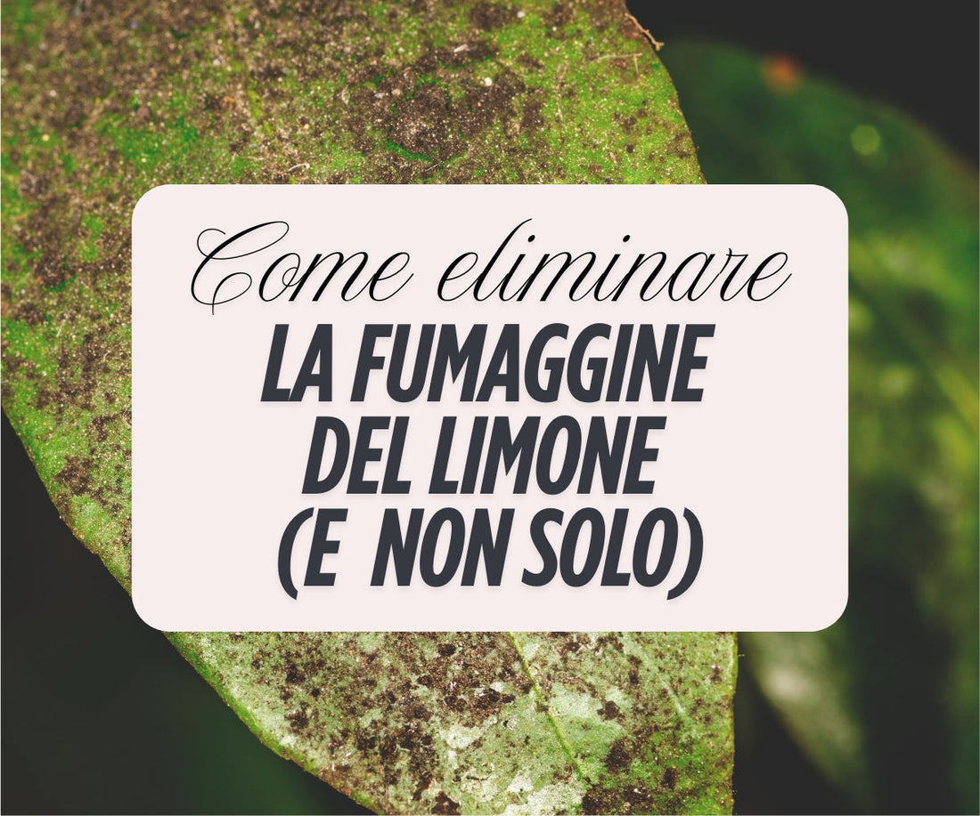 Fumaggine del limone: come prevenirla e curarla in modo naturale