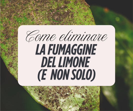 Fumaggine del limone: come prevenirla e curarla in modo naturale