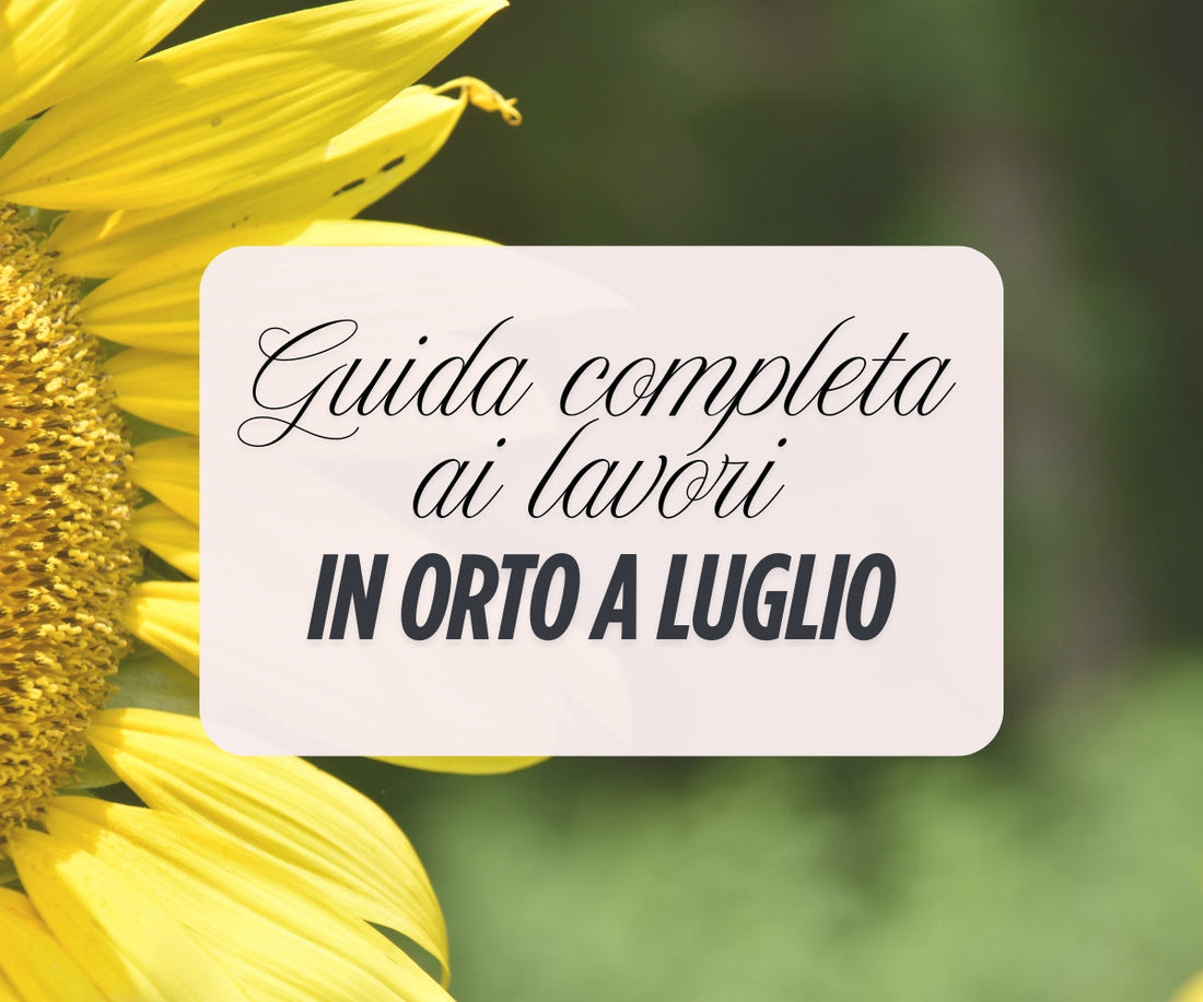 Super Guida completa all’orto in luglio 🌱🌞