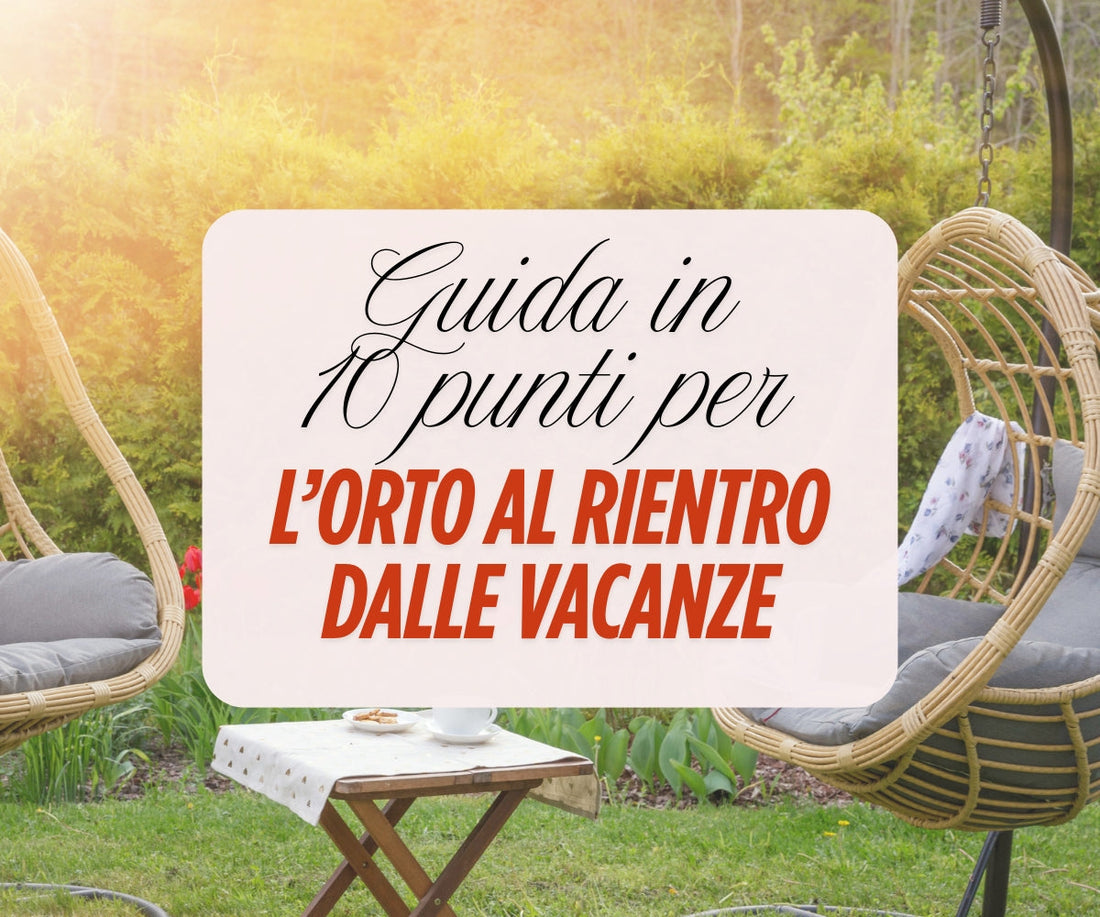 Cosa fare nell'orto al rientro dalle vacanze - 10 consigli utili per non sbagliare