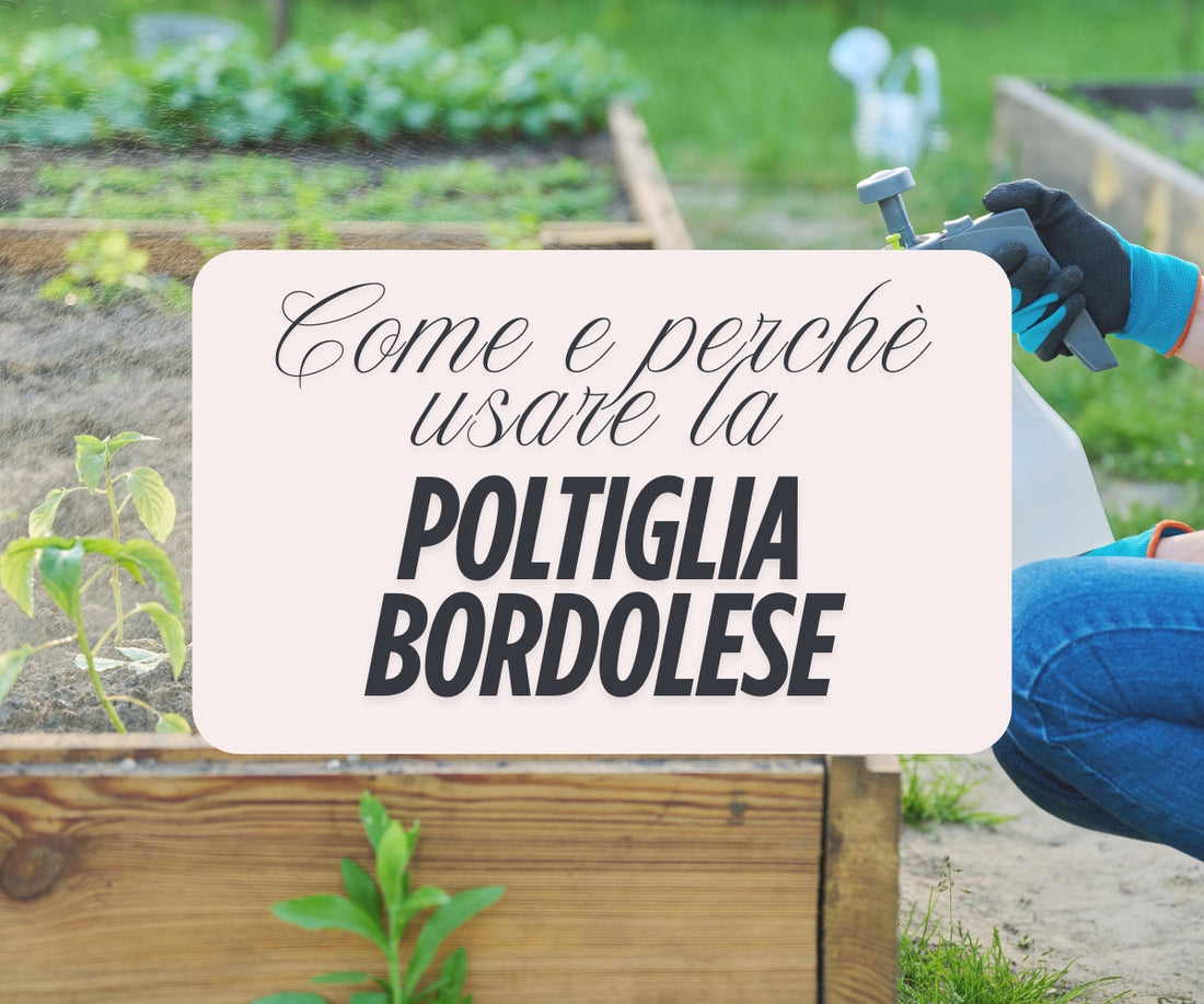 Come e perchè usare la poltiglia bordolese?