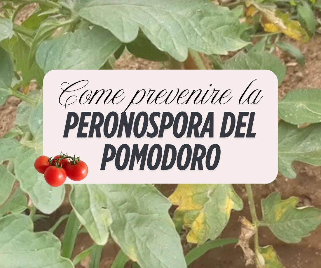 Peronospora del Pomodoro: Sintomi, Prevenzione e Rimedi Efficaci per Salvare il Raccolto