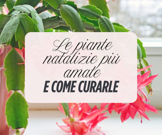 Piante di Natale più amate (e come curarle)