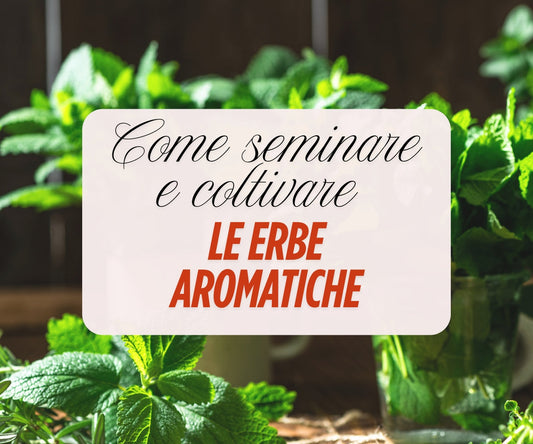 Come seminare e coltivare le erbe artomatiche