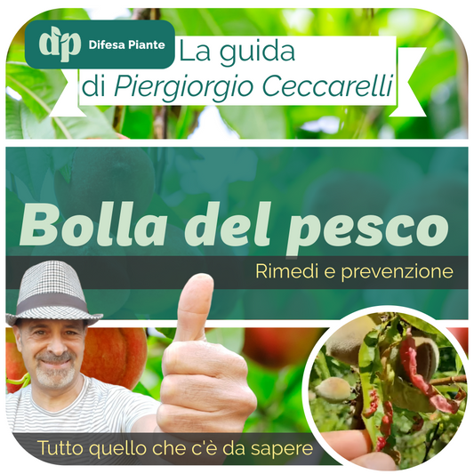 Bolla del pesco - La guida ai rimedi e alla prevenzione